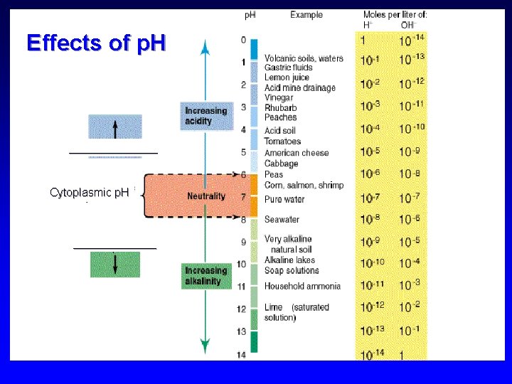 Effects of p. H ________ Cytoplasmic p. H ________ 