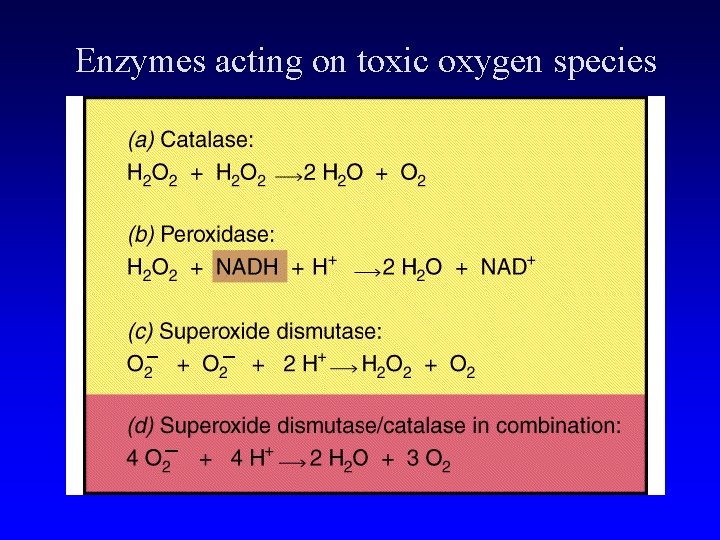 Enzymes acting on toxic oxygen species 