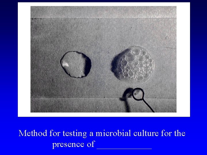 Method for testing a microbial culture for the presence of ______ 