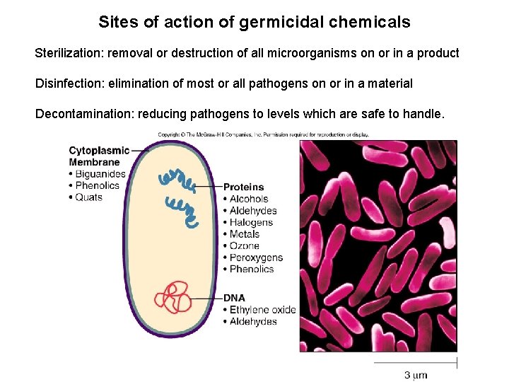Sites of action of germicidal chemicals Sterilization: removal or destruction of all microorganisms on