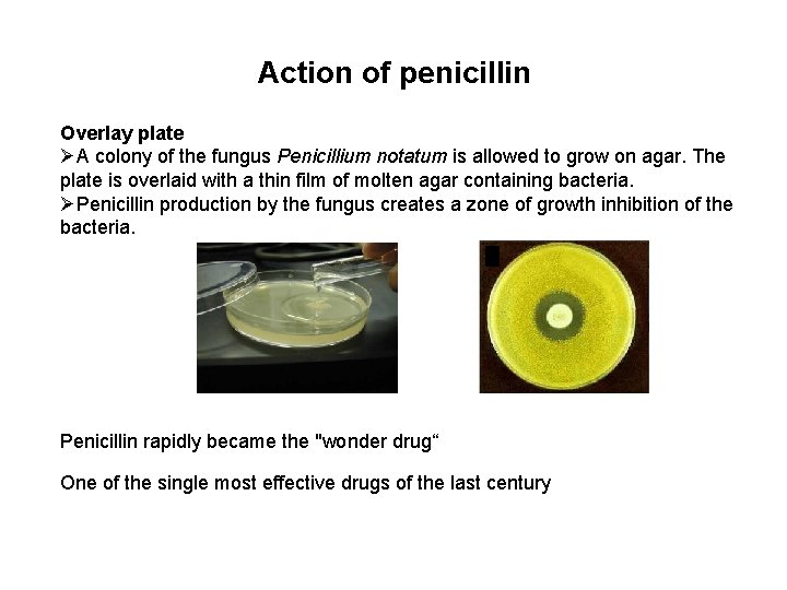 Action of penicillin Overlay plate ØA colony of the fungus Penicillium notatum is allowed