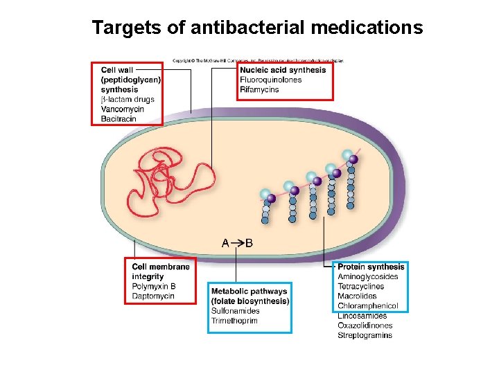 Targets of antibacterial medications 