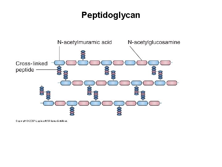 Peptidoglycan 