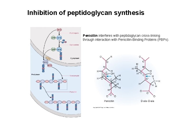 Inhibition of peptidoglycan synthesis Penicillin interferes with peptidoglycan cross-linking through interaction with Penicillin-Binding Proteins