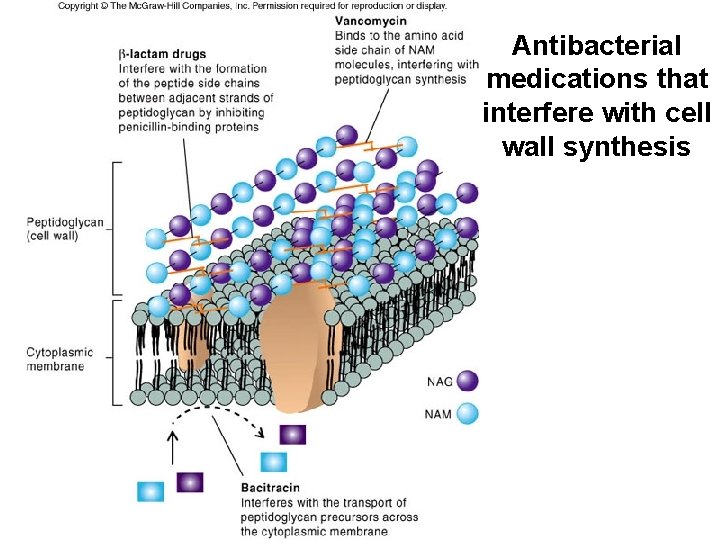 Antibacterial medications that interfere with cell wall synthesis 