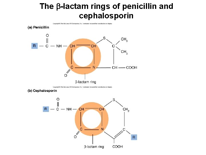 The -lactam rings of penicillin and cephalosporin 