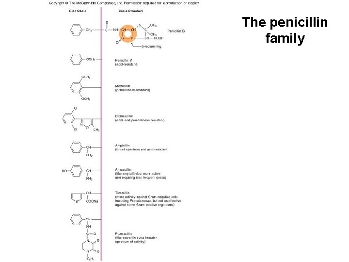The penicillin family 