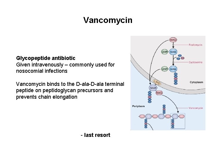 Vancomycin Glycopeptide antibiotic Given intravenously – commonly used for nosocomial infections Vancomycin binds to