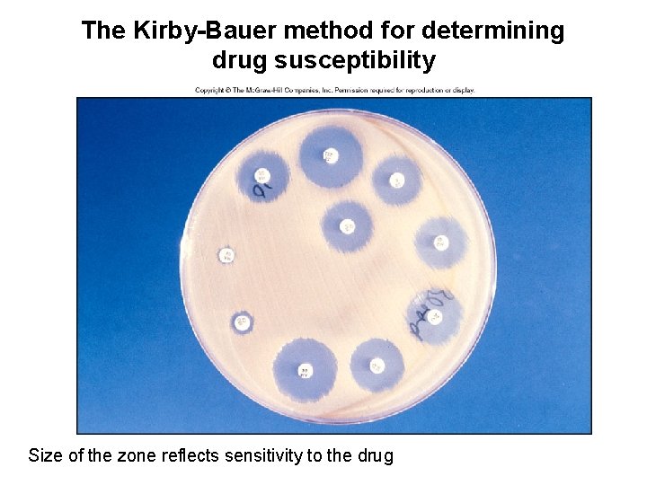 The Kirby-Bauer method for determining drug susceptibility Size of the zone reflects sensitivity to