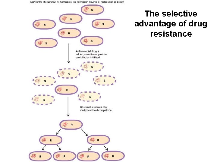 The selective advantage of drug resistance 