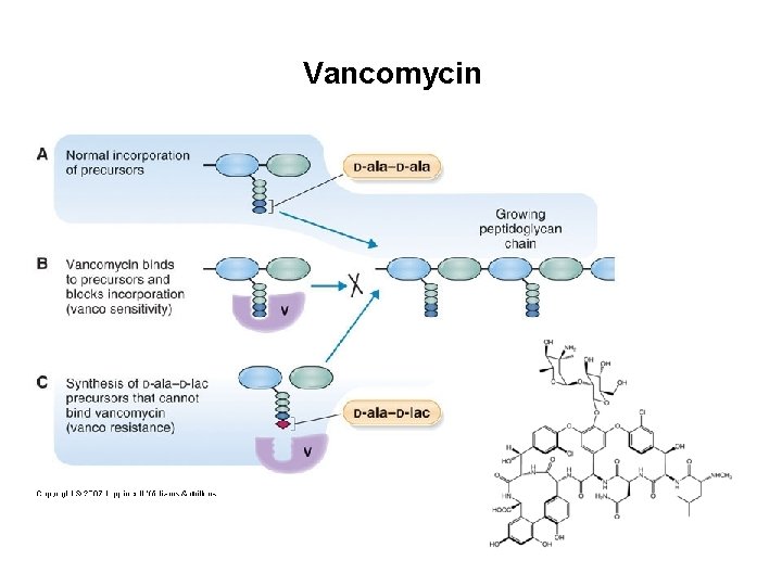 Vancomycin 