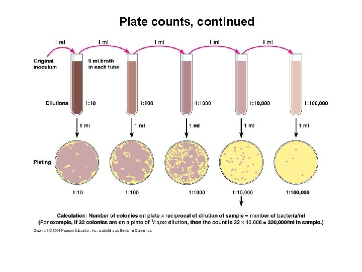 Plate counts, continued 