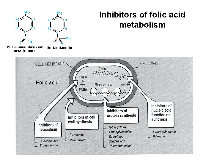 Inhibitors of folic acid metabolism Folic acid 
