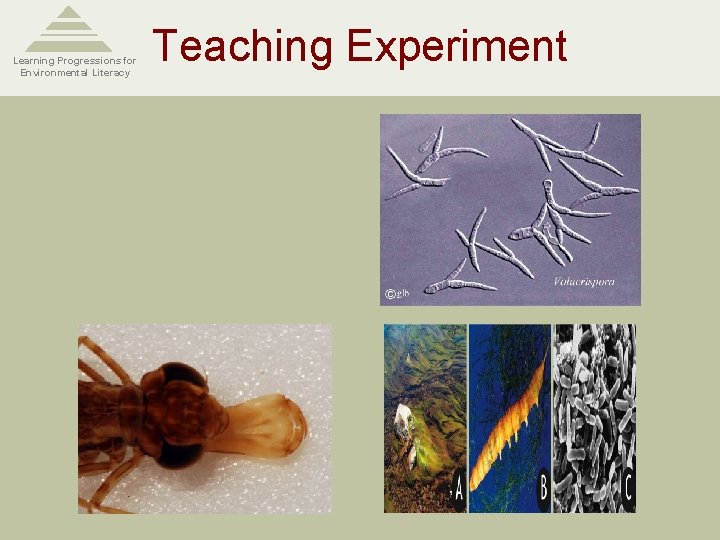 Learning Progressions for Environmental Literacy Teaching Experiment 