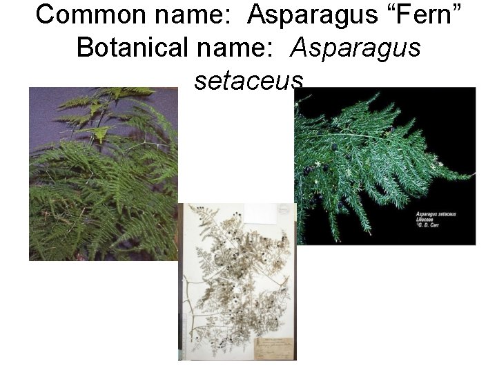 Common name: Asparagus “Fern” Botanical name: Asparagus setaceus 