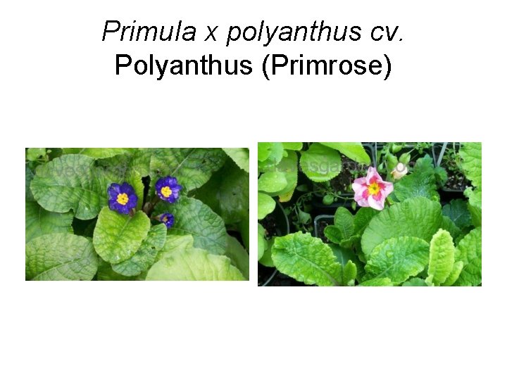 Primula x polyanthus cv. Polyanthus (Primrose) 