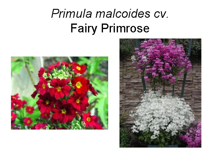 Primula malcoides cv. Fairy Primrose 