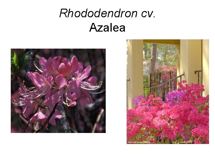 Rhododendron cv. Azalea 