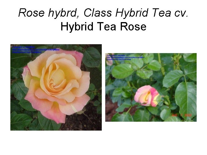 Rose hybrd, Class Hybrid Tea cv. Hybrid Tea Rose 