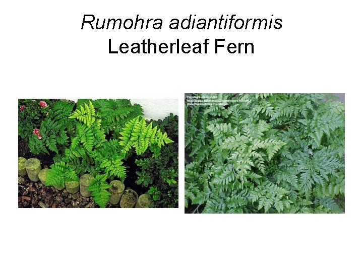 Rumohra adiantiformis Leatherleaf Fern 