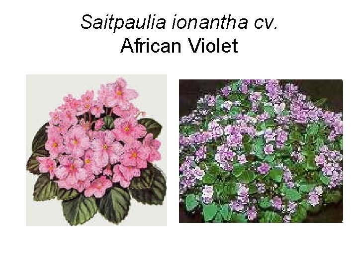 Saitpaulia ionantha cv. African Violet 