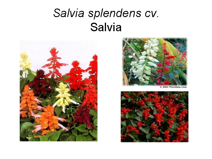 Salvia splendens cv. Salvia 