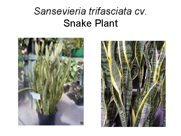 Sansevieria trifasciata cv. Snake Plant 