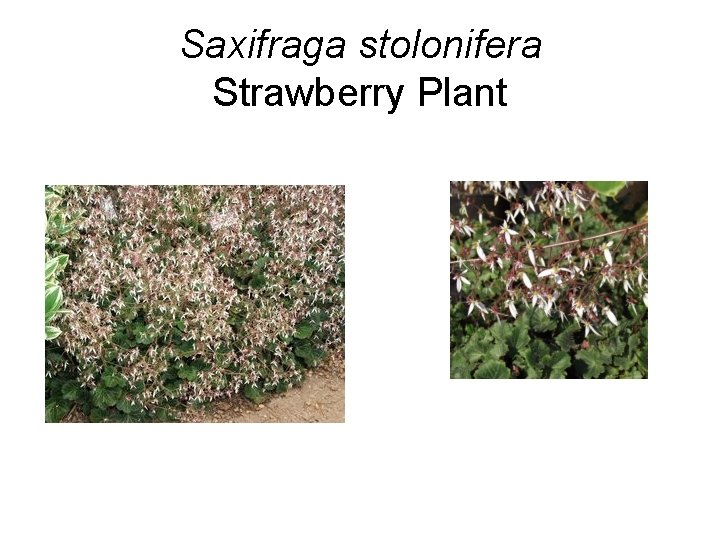 Saxifraga stolonifera Strawberry Plant 