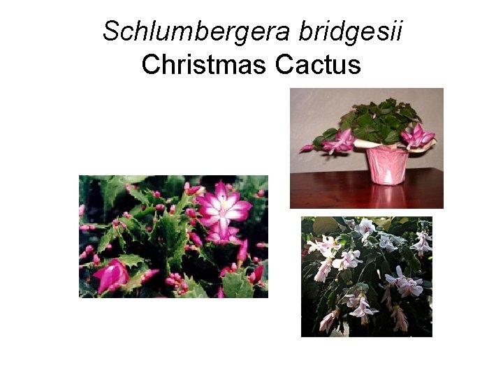 Schlumbergera bridgesii Christmas Cactus 