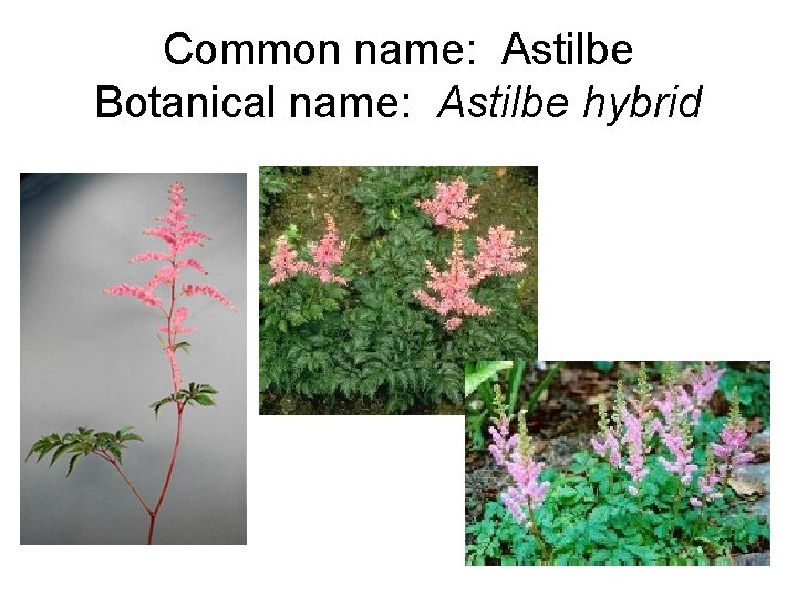 Common name: Astilbe Botanical name: Astilbe hybrid 
