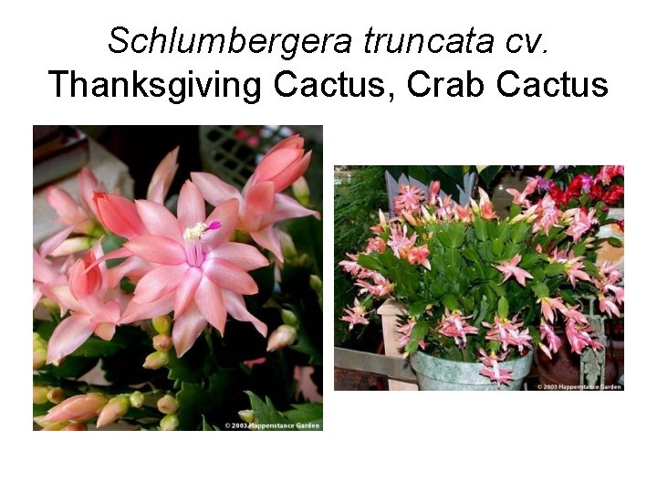 Schlumbergera truncata cv. Thanksgiving Cactus, Crab Cactus 