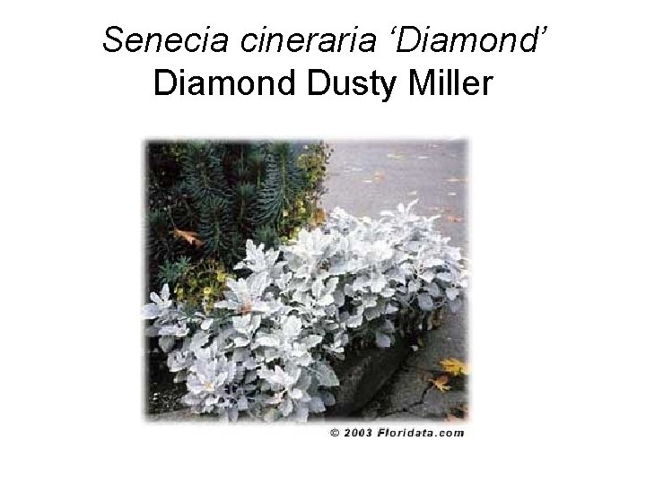 Senecia cineraria ‘Diamond’ Diamond Dusty Miller 