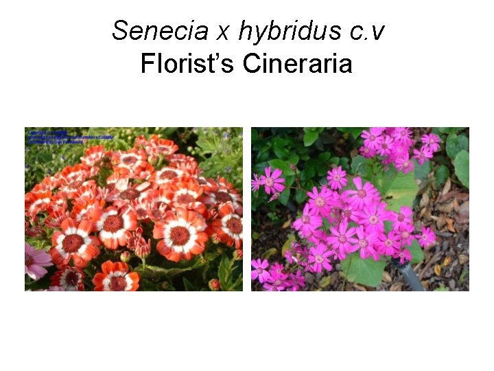 Senecia x hybridus c. v Florist’s Cineraria 