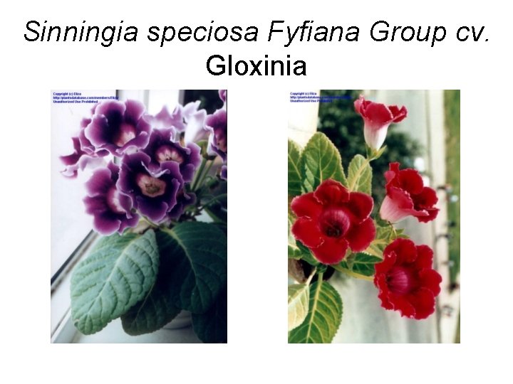 Sinningia speciosa Fyfiana Group cv. Gloxinia 