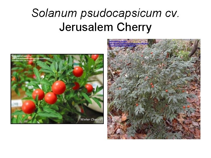 Solanum psudocapsicum cv. Jerusalem Cherry 