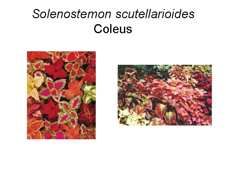 Solenostemon scutellarioides Coleus 