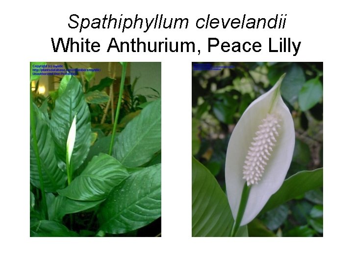 Spathiphyllum clevelandii White Anthurium, Peace Lilly 