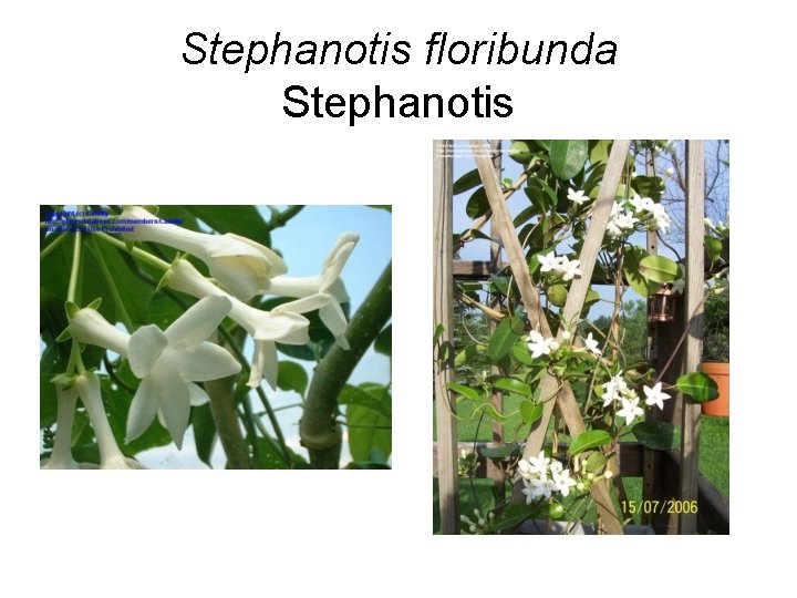 Stephanotis floribunda Stephanotis 