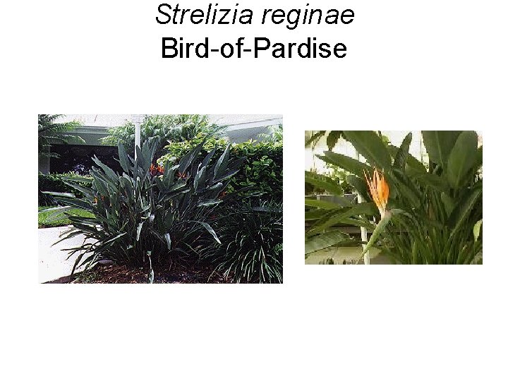 Strelizia reginae Bird-of-Pardise 