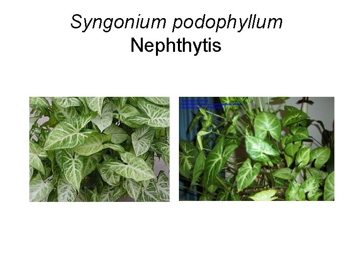 Syngonium podophyllum Nephthytis 