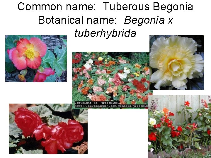 Common name: Tuberous Begonia Botanical name: Begonia x tuberhybrida 