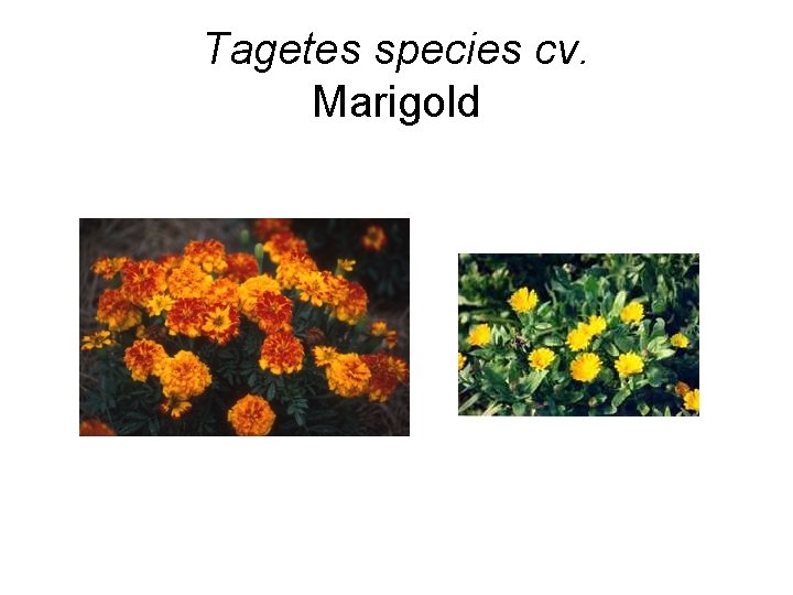Tagetes species cv. Marigold 