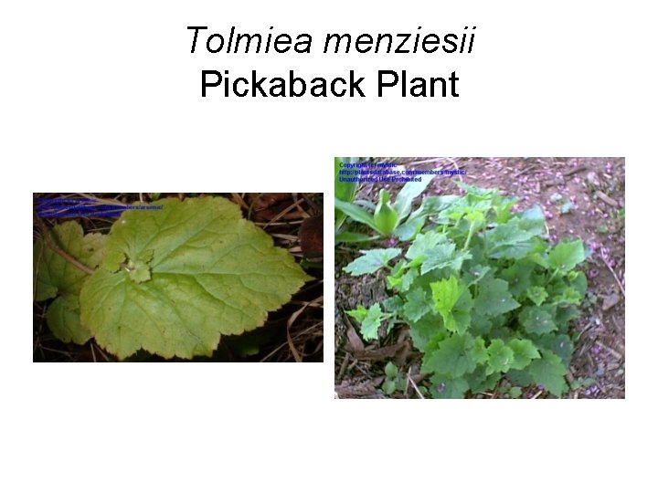 Tolmiea menziesii Pickaback Plant 