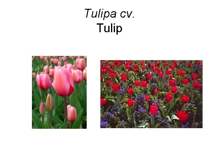 Tulipa cv. Tulip 