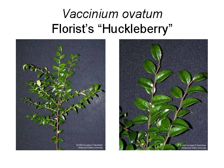 Vaccinium ovatum Florist’s “Huckleberry” 