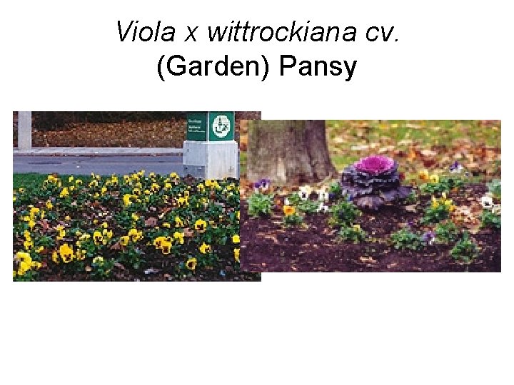 Viola x wittrockiana cv. (Garden) Pansy 