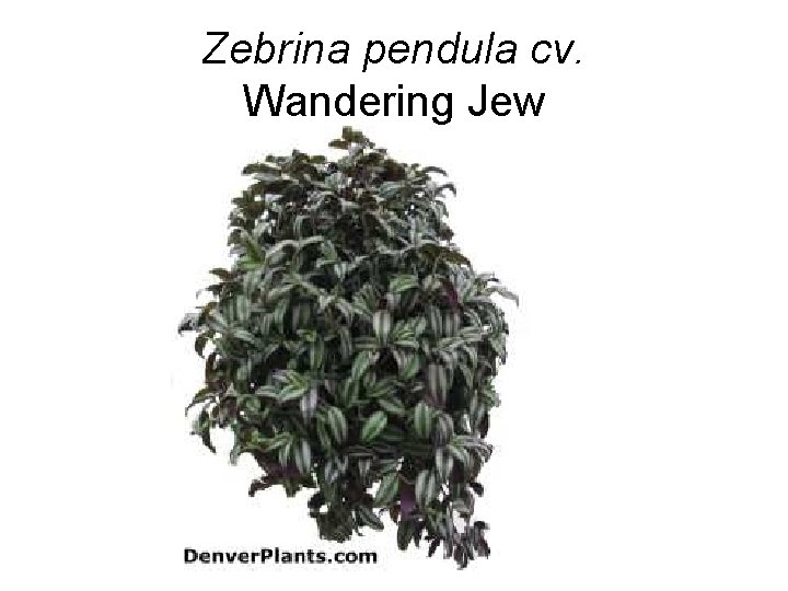 Zebrina pendula cv. Wandering Jew 