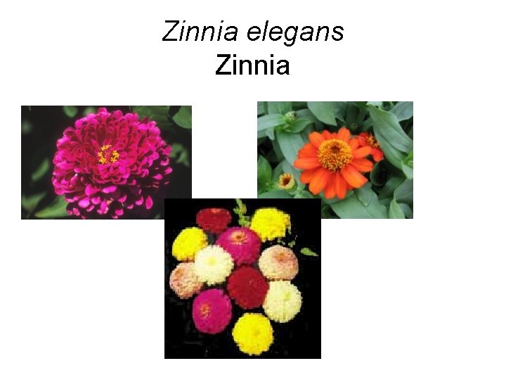 Zinnia elegans Zinnia 