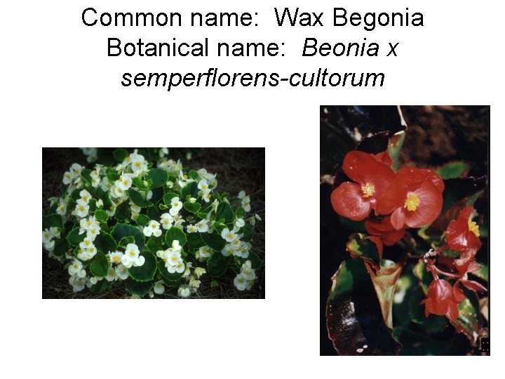 Common name: Wax Begonia Botanical name: Beonia x semperflorens-cultorum 
