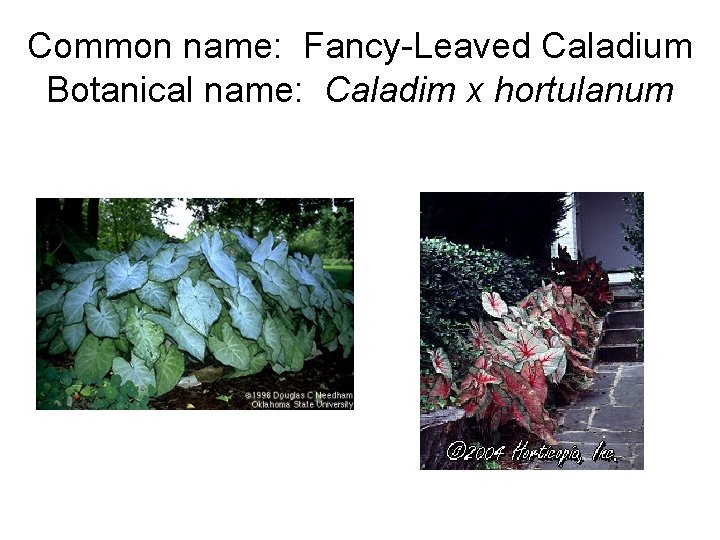 Common name: Fancy-Leaved Caladium Botanical name: Caladim x hortulanum 